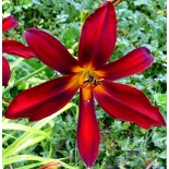 Hemerocallis 'Summer Red Spot'