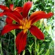 Hemerocallis 'Summer Red Spot'