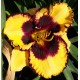 Hemerocallis 'Pumpkin Bandit'