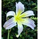 Hemerocallis 'Lovely Light'