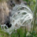 Stipa pennata