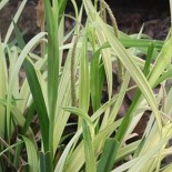 Carex pendula 'Moonraker'