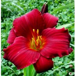 Hemerocallis 'Stella in Red'