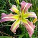 Hemerocallis 'Secret Starlight'
