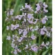 Nepeta grandiflora 'Dawn to Dusk'