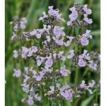 Nepeta grandiflora 'Dawn to Dusk'