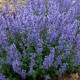 Nepeta faassenii 'Purrsian Blue'