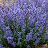 Nepeta faassenii 'Purrsian Blue'