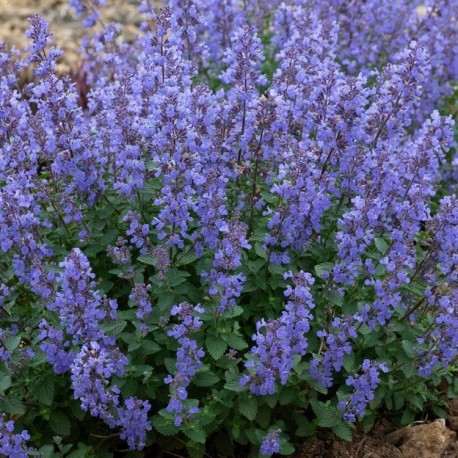 Nepeta faassenii 'Purrsian Blue'