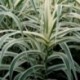 Arundo donax 'Versicolor'