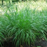 Brachypodium sylvaticum