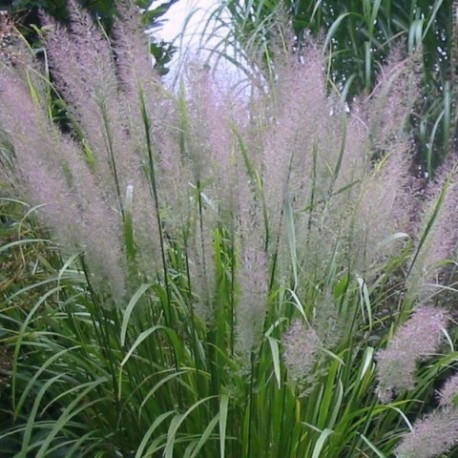 Calamagrostis brachytricha