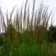 Calamagrostis x acutiflora 'Karl Foerster'