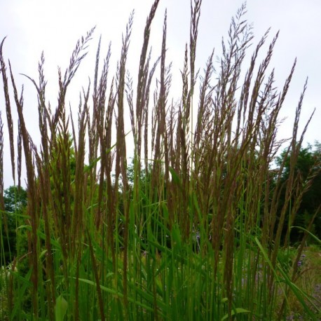 Calamagrostis x acutiflora 'Karl Foerster'