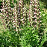 Acanthus hungaricus