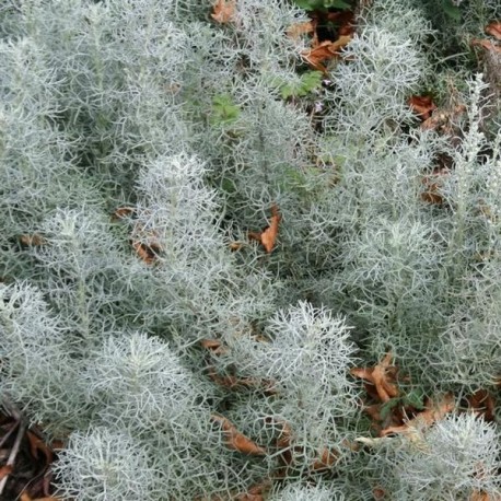 Artemisia alba 'Canescens'