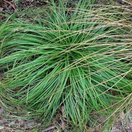 Carex caryophyllea 'The Beatles'