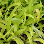 Carex siderosticha (ciliatomarginata) 'Lemon Zest'