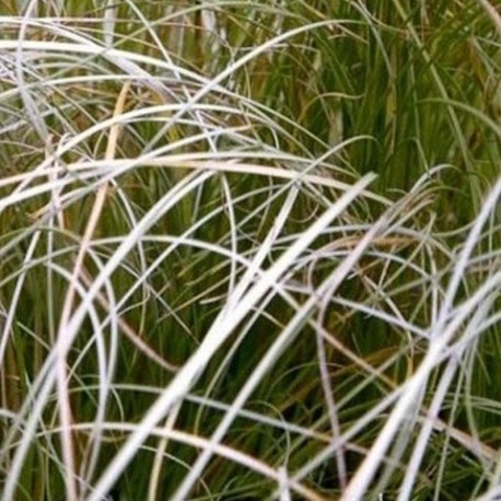 Carex comans 'Frosted Curls'