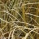 Carex comans 'Greyasina'