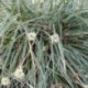 Carex conica 'Snowline' ('Marginata')