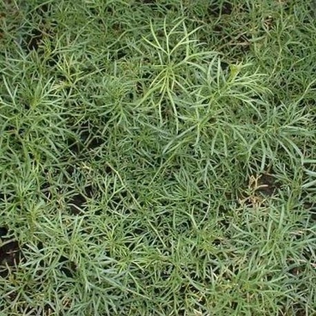Artemisia alba ssp camphorata