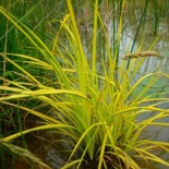 Carex elata 'Bowles Golden'