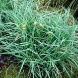 Carex flacca