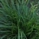 Carex morrowii