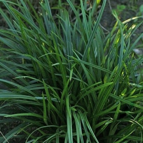 Carex morrowii