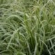 Carex morrowii 'Fisher Form'