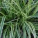 Carex morrowii 'Ice Dance'