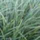 Carex x 'Silver Scepter'