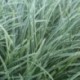 Carex morrowii 'Silver Scepter'