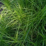 Carex muskingumensis