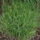 Carex muskingumensis 'Little Midge'