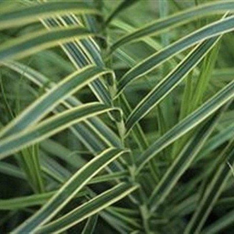 Carex muskingumensis 'Oehme'