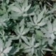 Artemisia ludoviciana 'Valerie Finnis'