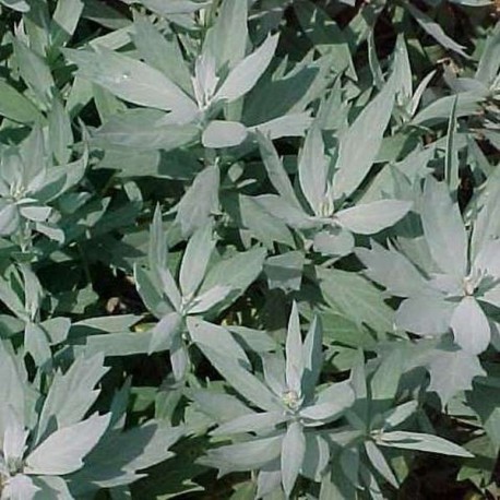 Artemisia ludoviciana 'Valerie Finnis'