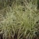 Carex muskingumensis 'SilberStreif'