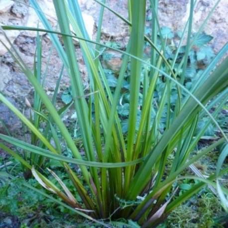 Carex obnupta