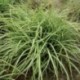 Carex ornithopoda 'Variegata'