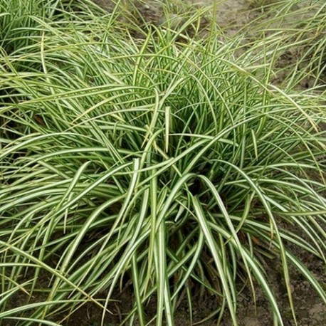 Carex ornithopoda 'Variegata'