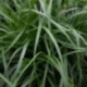 Carex oshimensis 'Evergreen'