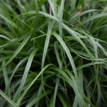 Carex oshimensis 'Evergreen'