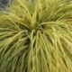 Carex oshimensis 'Ever Gold'