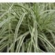 Carex oshimensis 'Everest'