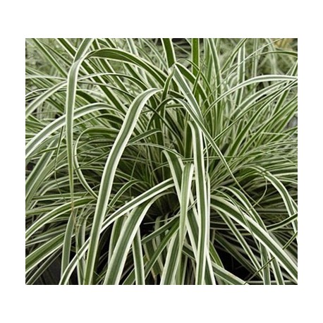 Carex oshimensis 'Everest'