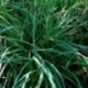 Carex panicea