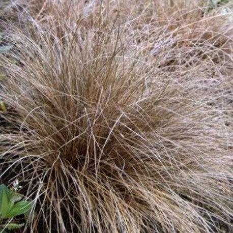 Carex petriei